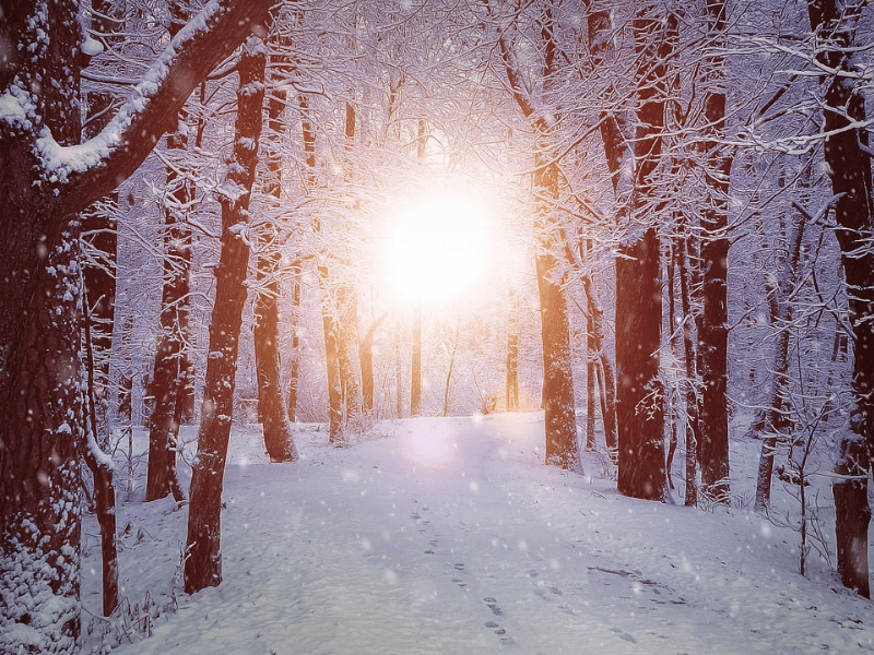 Bright spot of sun shines through cold snowy forest.